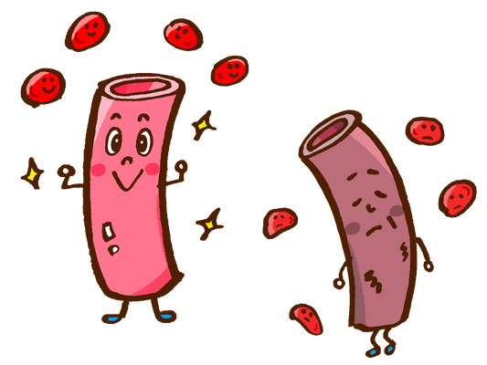 血液の質と量と、血管の話